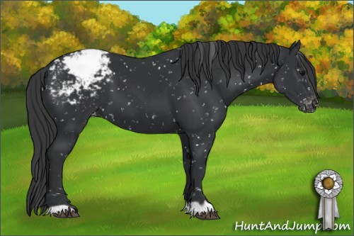 Horse Color:Black Appaloosa 