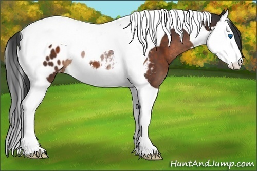 Horse Color:Brown Mushroom Splash Tobiano Appaloosa 