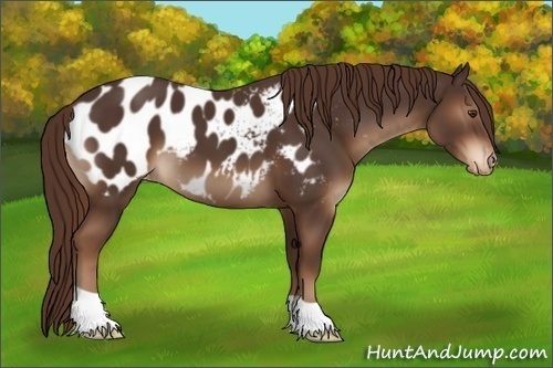 Horse Color:Liver Chestnut Appaloosa
