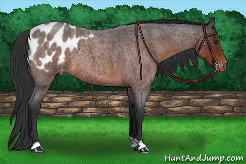 Horse Color:Brown Roan Appaloosa 