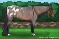 Horse Color:Brown Roan Appaloosa