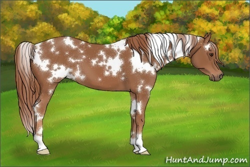 Horse Color:White Spotted Chestnut 