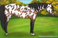 Horse Color:Bay Appaloosa 