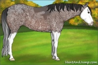 Horse Color:Bay Ice Sabino Splash 