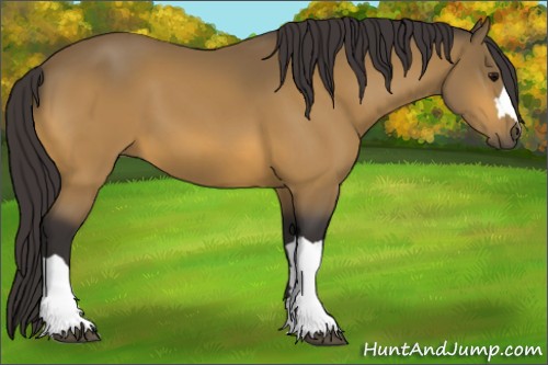 Horse Color:Buckskin