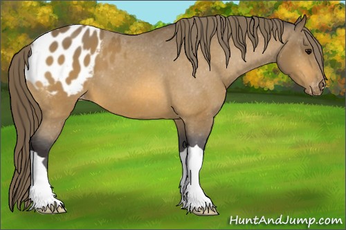 Horse Color:Buckskin Appaloosa 