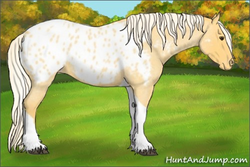Horse Color:Palomino Roan Tobiano Near Leopard