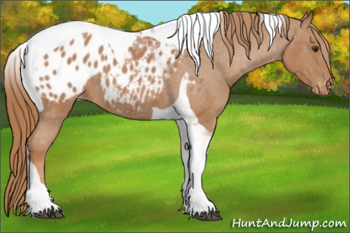 Horse Color:Red Roan Tobiano Appaloosa