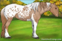 Horse Color:Red Roan Tobiano Blanket