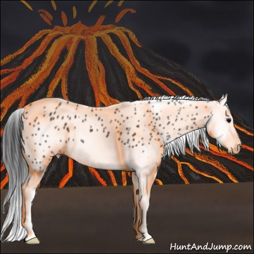 Horse Color:Black Splash Appaloosa 
