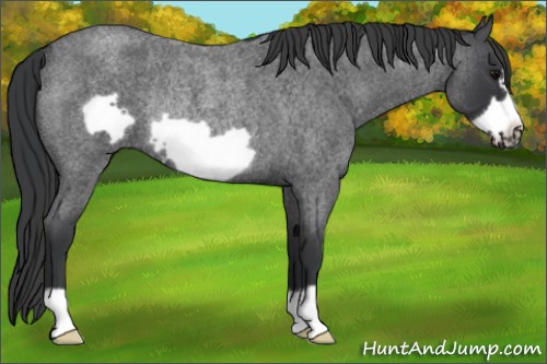 Horse Color:Blue Roan Frame Rabicano