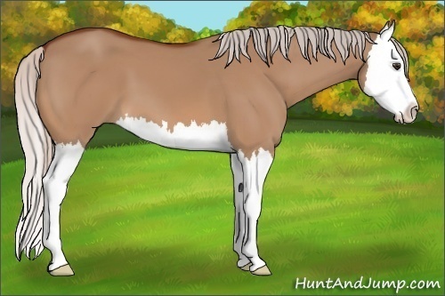 Horse Color:Silver Brown Dun Splash 