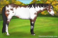 Horse Color:Bay Frame