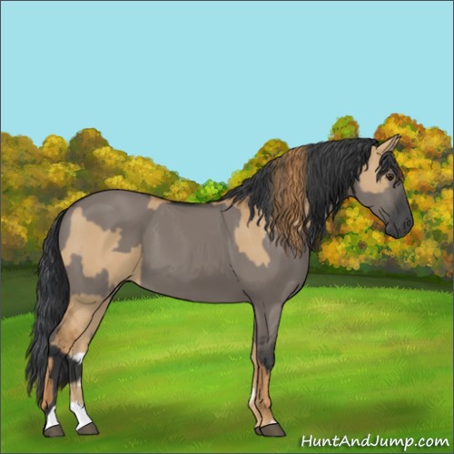 Horse Color:Red Dun  and Grullo 