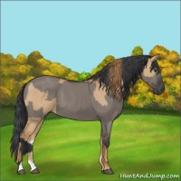 Horse Color:Red Dun  and Grullo 