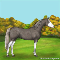 Horse Color:Silver Black Splash