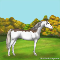 Horse Color:Silver Black Splash 