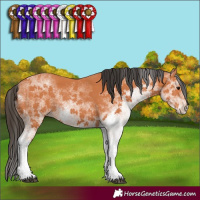 Horse Color:White Spotted Bay 