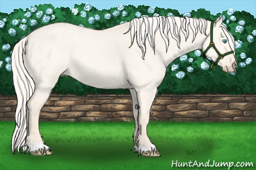 Horse Color:Cremello Dun 
