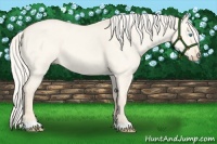 Horse Color:Cremello Dun 
