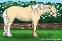 Horse Color:Palomino Dun