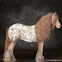 Horse Color:White Spotted Gold Champagne Appaloosa 