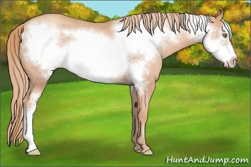 Horse Color:Gold Champagne Frame Rabicano
