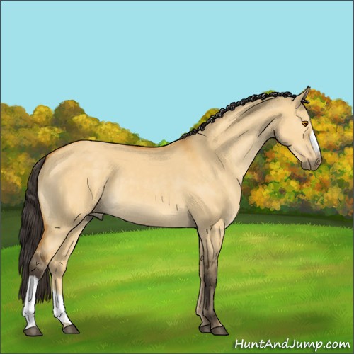 Horse Color:Buckskin Dun 