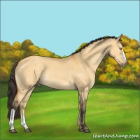Horse Color:Buckskin Dun 