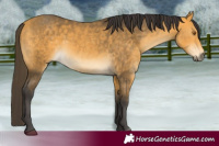 Horse Color:Buckskin 