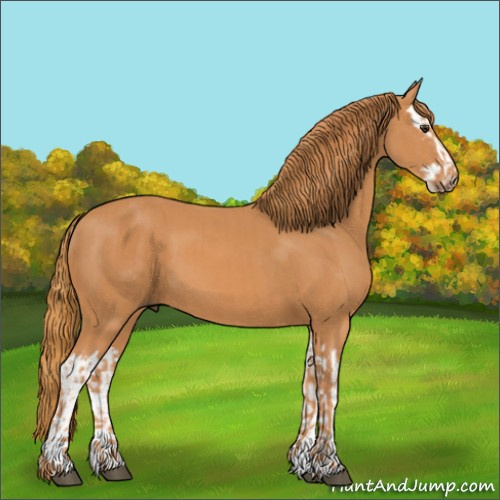 Horse Color:Chestnut  and Chestnut Splash 