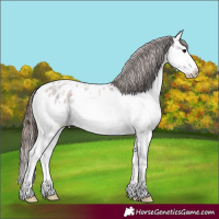 Horse Color:Bay Roan Splash Appaloosa 
