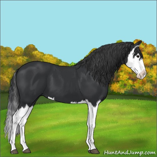 Horse Color:Black Splash 