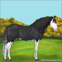 Horse Color:Black Splash