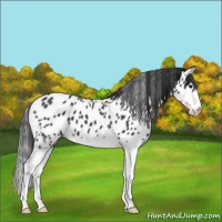 Horse Color:Black Splash Appaloosa 
