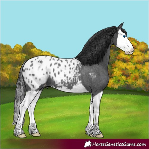 Horse Color:Blue Roan Splash Appaloosa 