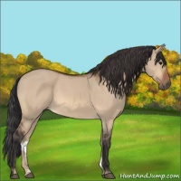 Horse Color:Bay Dun 