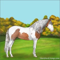 Horse Color:Silver Bay Splash Tobiano 