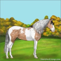 Horse Color:Bay Ice Splash Tobiano