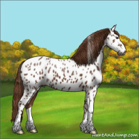 Horse Color:Gray Chestnut Appaloosa