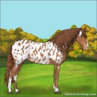 Horse Color:Chestnut Sabino Blanket