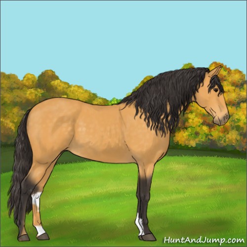 Horse Color:Buckskin 