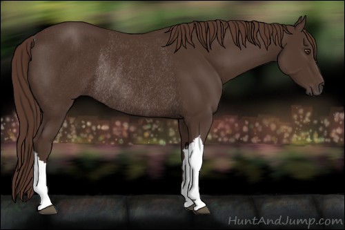 Horse Color:Liver Chestnut Rabicano 