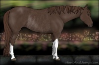 Horse Color:Liver Chestnut Rabicano 