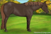 Horse Color:Liver Chestnut 