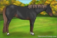 Horse Color:Liver Chestnut 