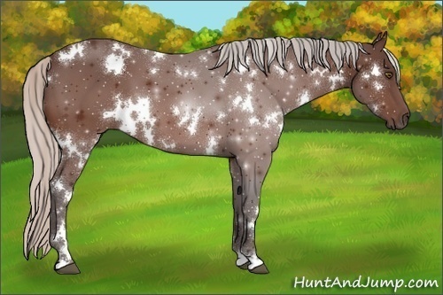 Horse Color:White Spotted Silver Bay 