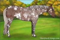 Horse Color:White Spotted Silver Bay 