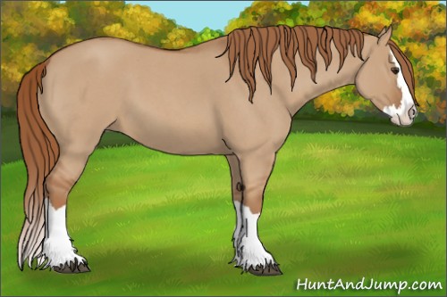 Horse Color:Red Dun Roan Splash