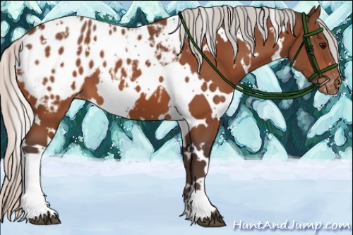 Horse Color:White Spotted Silver Bay Blanket 